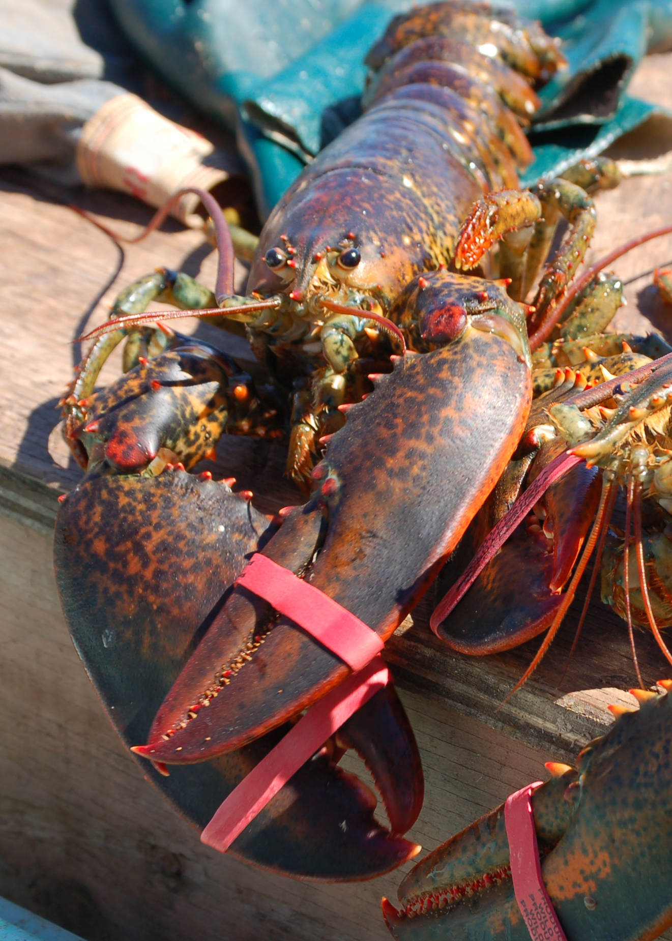 New Year's Lobster